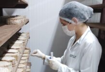 Estudo inédito vai mapear o “DNA” do Queijo Minas Artesanal do Serro