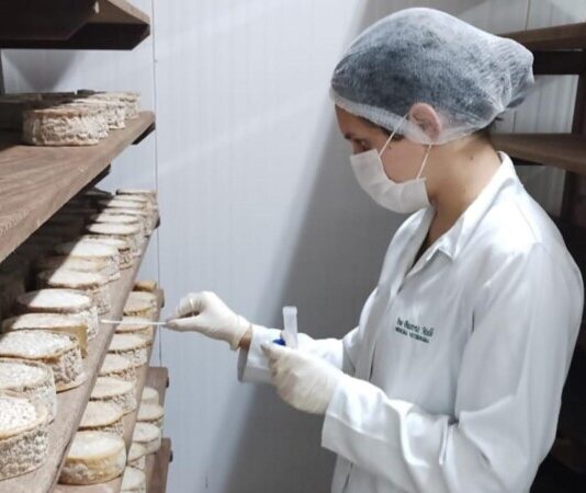 Estudo inédito vai mapear o “DNA” do Queijo Minas Artesanal do Serro