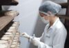 Estudo inédito vai mapear o “DNA” do Queijo Minas Artesanal do Serro